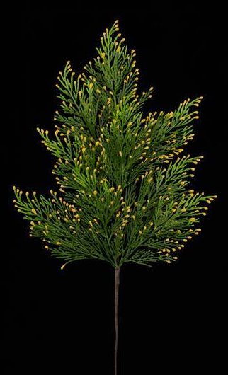 Green Incense Cedar Spray