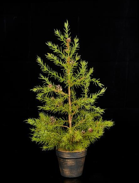 Alpine Pinecone Tree