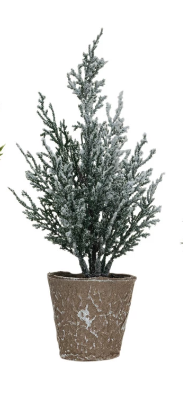 Glistening Evergreen Trees