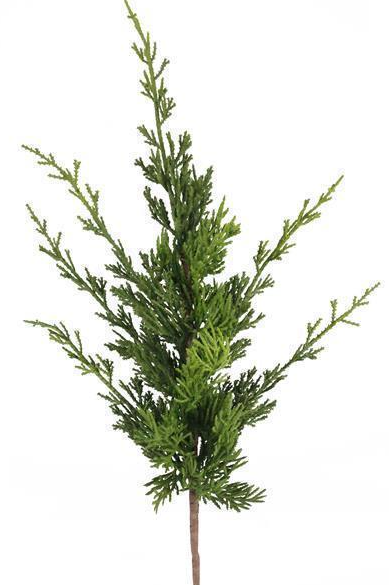 Green Arborvitae Spray