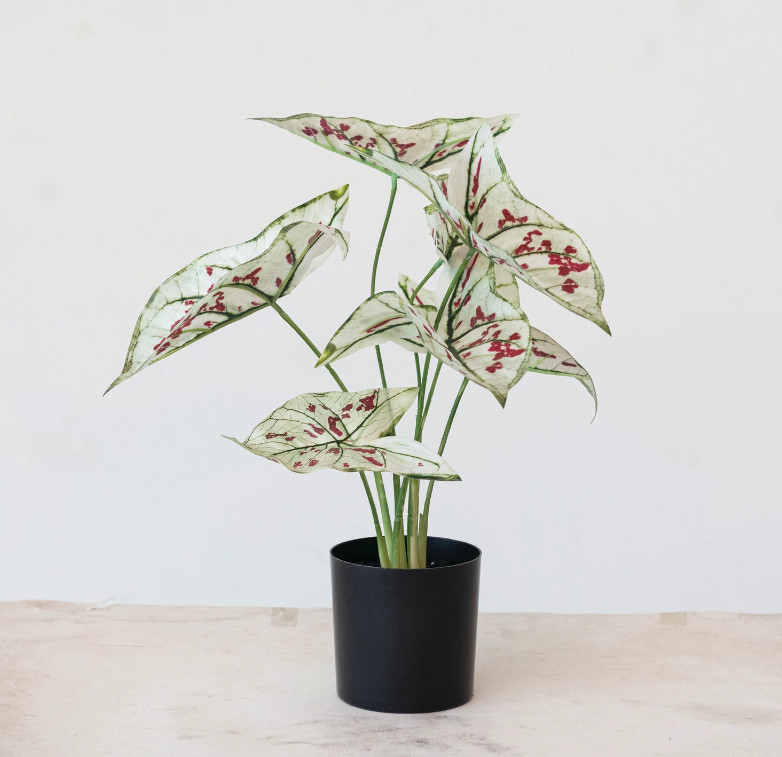 Faux Caladium Plant in Plastic Pot