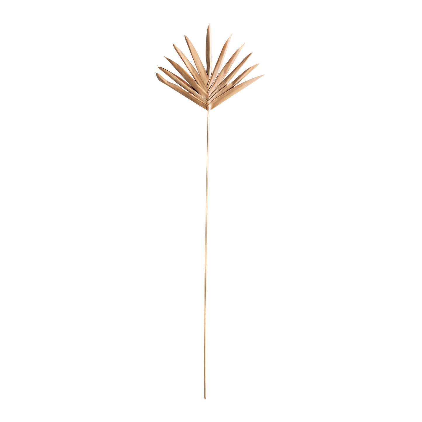 Dried Buri Palm