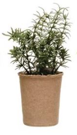 Faux Herb in Paper Pot, 5 Styles