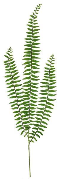 Boston Fern Stem