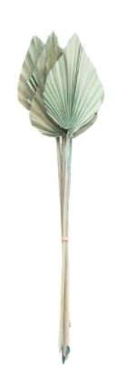 Spear Cut Palm Leaf Collection