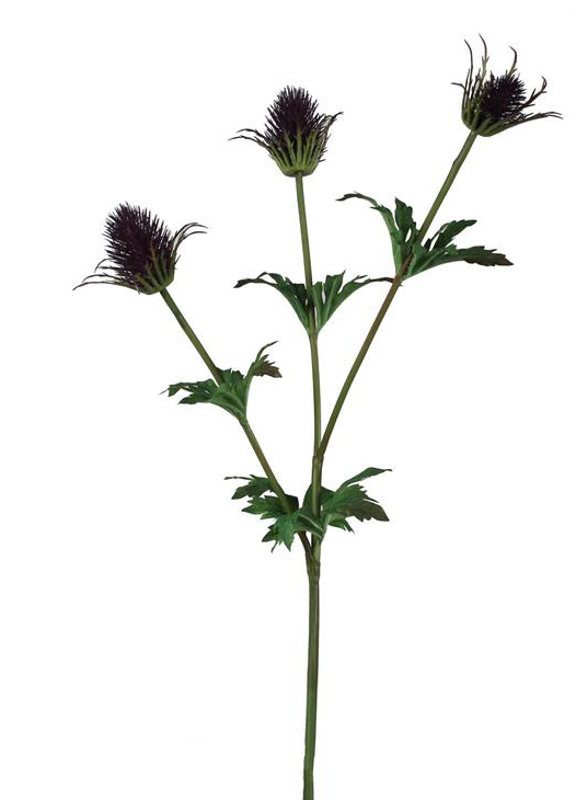 Thistle Spray