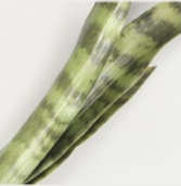 Tiger Piran Stem
