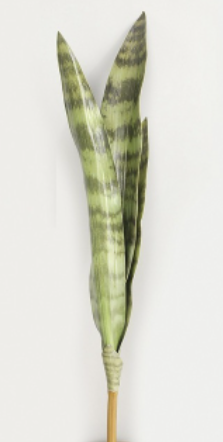 Tiger Piran Stem