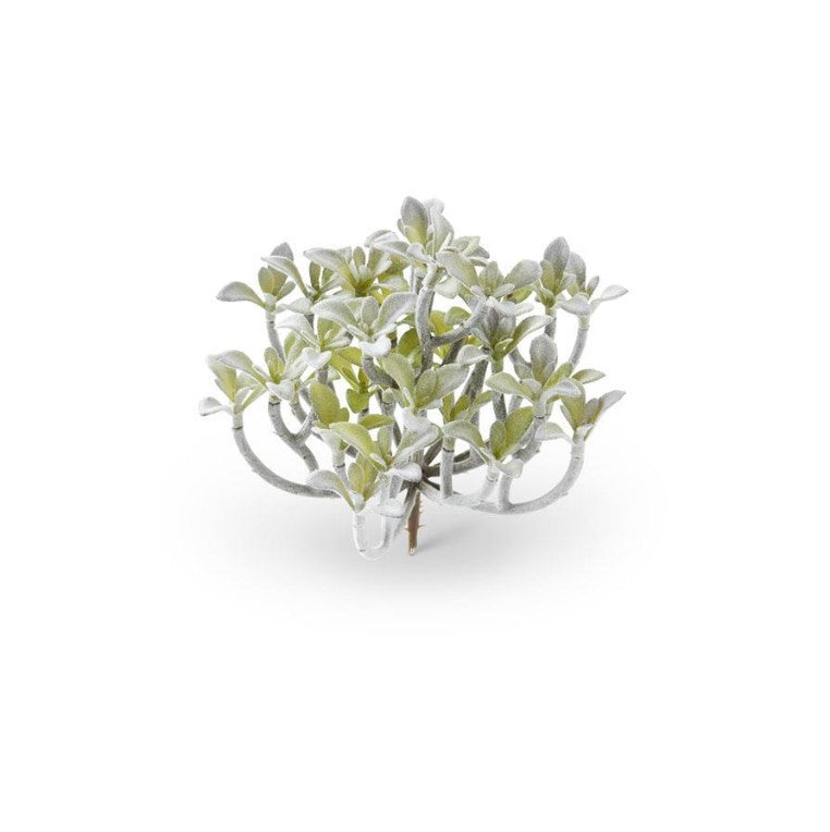 Blue Senecio Succulent Pick
