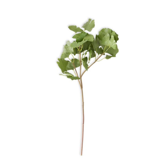 Gingko Stem