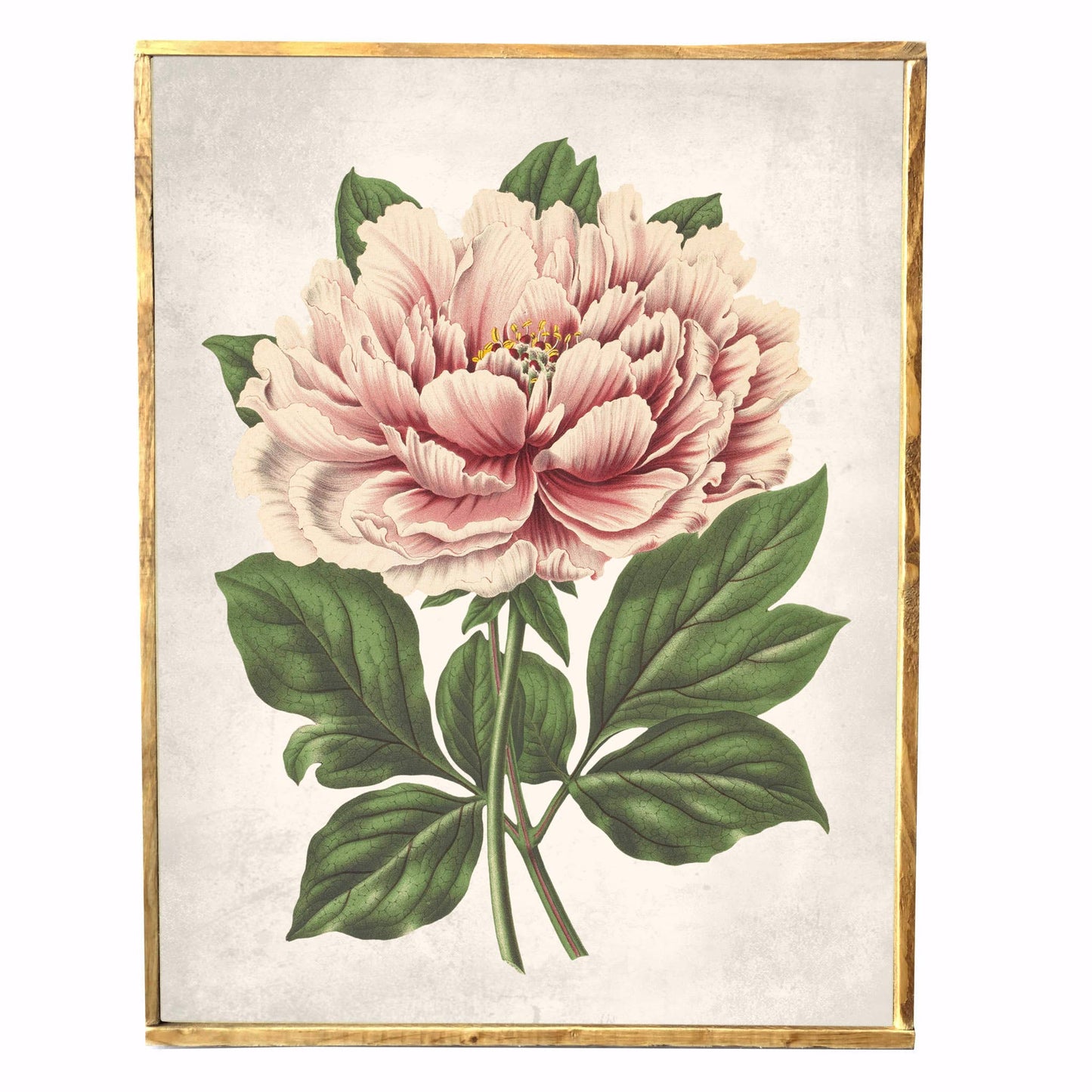 Pink Peony Framed Art