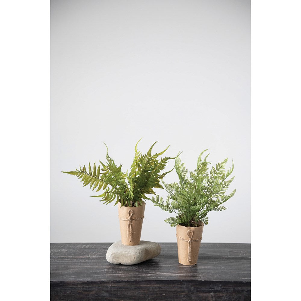 Fern in Paper Wrapped Pot