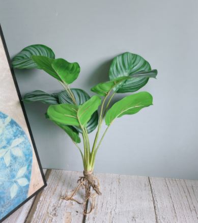 Foliage Roots Collection
