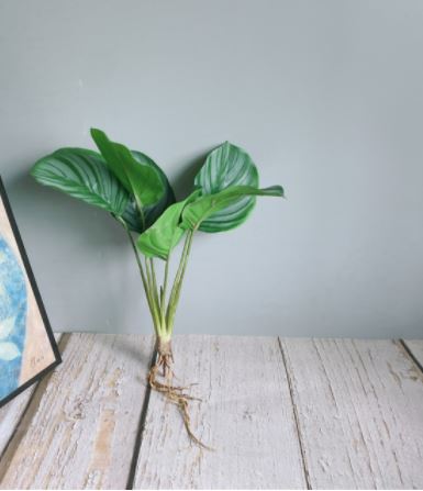 Foliage Roots Collection